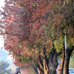 A view of leaves of trees changes colour to mark the Autumn Season in Federal Capital