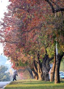 A view of leaves of trees changes colour to mark the Autumn Season in Federal Capital