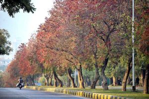 A view of leaves of trees changes colour to mark the Autumn Season in Federal Capital