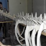 Muhammad Hassan, a 10th-grade student, creates Pakistan’s first scientifically accurate dinosaur skeleton, a 13-meter-long project supported by Khawzani Science Society.