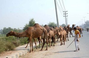 A herd of camels led by their owner, walks along a busy road while heading toward a grazing field, disrupting the smooth flow of traffic and calling for attention from the concerned authorities.