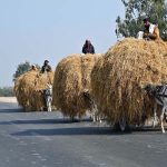 Donkey carts laden with rice husk move along Bypass Road, reflecting the traditional modes of transport supporting the city’s agricultural trade.