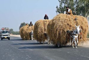 Donkey carts laden with rice husk move along Bypass Road, reflecting the traditional modes of transport supporting the city’s agricultural trade.