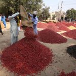 A labourer unloads red chilies at the chili market in the small town of Kunri, Umerkot district, known nationwide for its red chilies