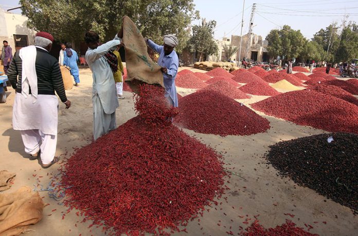 A labourer unloads red chilies at the chili market in the small town of Kunri, Umerkot district, known nationwide for its red chilies