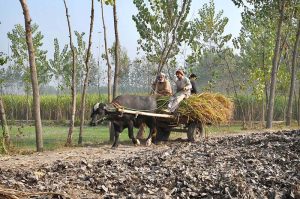 A farmer carries green fodder for his cattle on a buffalo cart through a field in the Muhammad Zai area on the outskirts of the city.