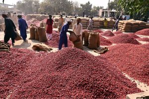 A labourer unloads red chilies at the chili market in the small town of Kunri, Umerkot district, known nationwide for its red chilies