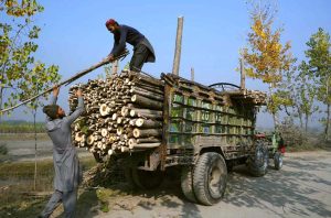 – Laborers load cut trunks and branches of trees onto a delivery tractor in the Naguman area on the outskirts of the city.