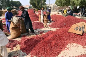 A labourer unloads red chilies at the chili market in the small town of Kunri, Umerkot district, known nationwide for its red chilies