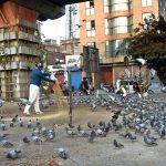 A man feeds a flock of free-flying pigeons at Qurtaba Chowk, where the daily scattering of grains has become a regular source of food for the birds