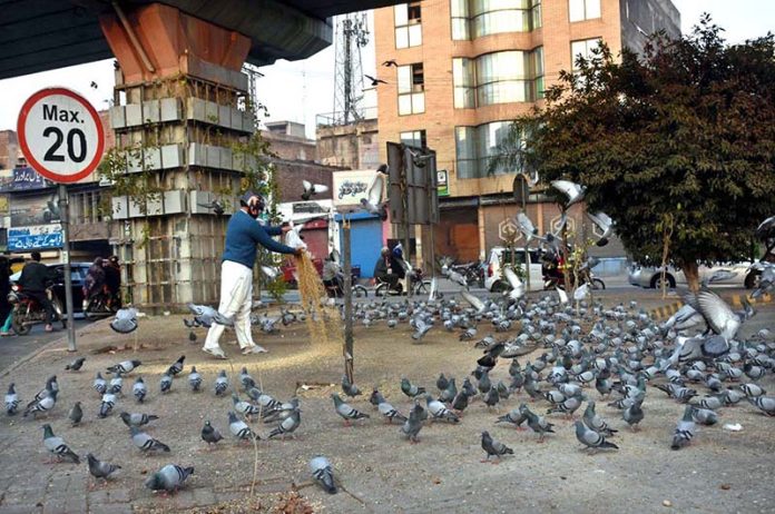 A man feeds a flock of free-flying pigeons at Qurtaba Chowk, where the daily scattering of grains has become a regular source of food for the birds