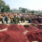 Labourers pack red chilies into sacks at the Kunri chili market in Umerkot district before distribution nationwide ,famed across Pakistan for its high-quality red chilies