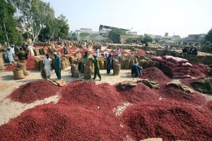 Labourers pack red chilies into sacks at the Kunri chili market in Umerkot district before distribution nationwide ,famed across Pakistan for its high-quality red chilies