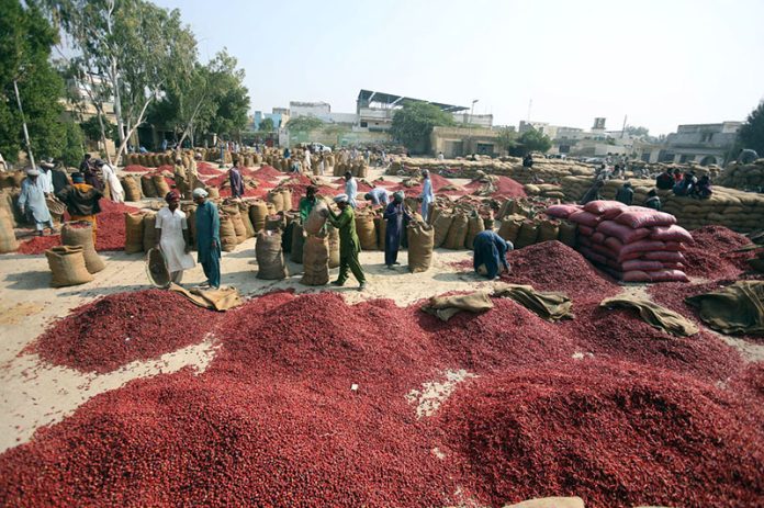 Labourers pack red chilies into sacks at the Kunri chili market in Umerkot district before distribution nationwide ,famed across Pakistan for its high-quality red chilies