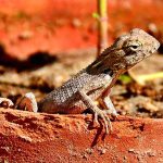 A chameleon sits atop a clay pot in a local park, camouflaging itself by blending into the earthen surroundings and offering a striking glimpse of nature to onlookers