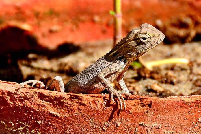 A chameleon sits atop a clay pot in a local park, camouflaging itself by blending into the earthen surroundings and offering a striking glimpse of nature to onlookers