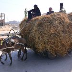 A donkey cart loaded with dry grass makes its way along Jail Road