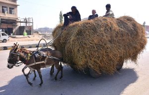 A donkey cart loaded with dry grass makes its way along Jail Road