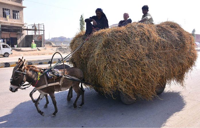 A donkey cart loaded with dry grass makes its way along Jail Road