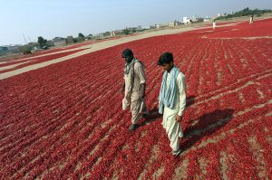 Labourers pack red chilies into sacks at the Kunri chili market in Umerkot district before distribution nationwide ,famed across Pakistan for its high-quality red chilies