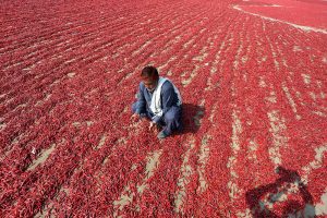 Labourers pack red chilies into sacks at the Kunri chili market in Umerkot district before distribution nationwide ,famed across Pakistan for its high-quality red chilies