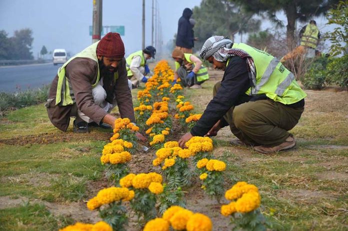PDA workers maintain flower beds along the green belt near Northern Bypass