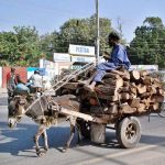 - A timber-laden donkey cart making its way through the city.