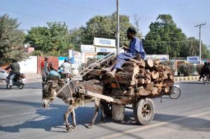 - A timber-laden donkey cart making its way through the city.