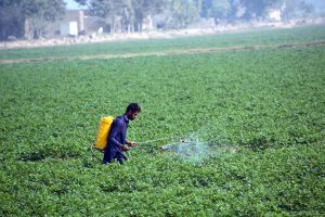 A farmer sprays pesticide on his potato crop to protect the plants and ensure healthy growth on the city outskirts of the city