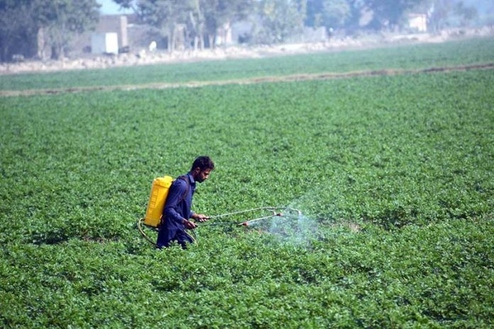 A farmer sprays pesticide on his potato crop to protect the plants and ensure healthy growth on the city outskirts of the city