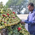 A local vendor displays ripe guavas at his roadside stall, attracting passersby along the picturesque Mutrah Canal