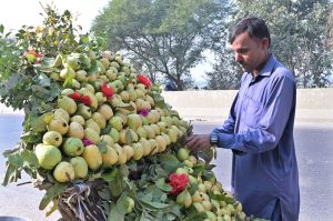 A local vendor displays ripe guavas at his roadside stall, attracting passersby along the picturesque Mutrah Canal