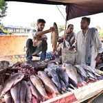 A fish vendor weighs fish on his cart for customers along Kali Mori Road as winter season demand rises across the city