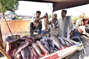 A fish vendor weighs fish on his cart for customers along Kali Mori Road as winter season demand rises across the city