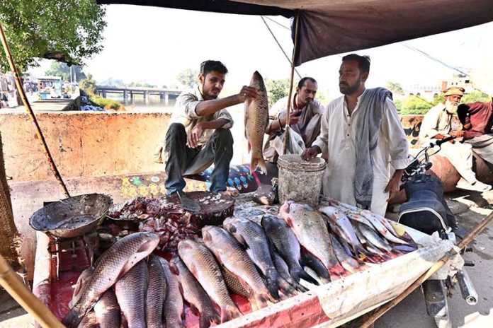 A fish vendor weighs fish on his cart for customers along Kali Mori Road as winter season demand rises across the city