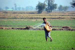A farmer spreads fertilizer in his field.