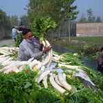 Farmers wash harvested radishes in canal water along Charsadda Road, preparing them for supply to the vegetable market