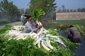 Farmers wash harvested radishes in canal water along Charsadda Road, preparing them for supply to the vegetable market