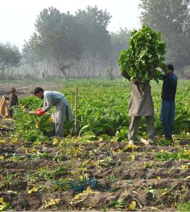 Farmers wash harvested radishes in canal water along Charsadda Road, preparing them for supply to the vegetable market