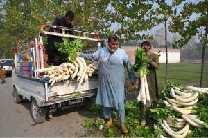 Farmers wash harvested radishes in canal water along Charsadda Road, preparing them for supply to the vegetable market