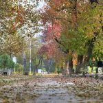 An attractive and eye catching view of colourful trees in autumn season in the Federal Capital