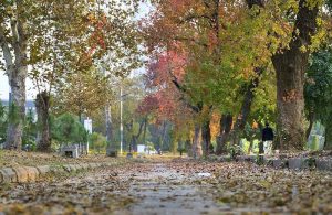 An attractive and eye catching view of colourful trees in autumn season in the Federal Capital