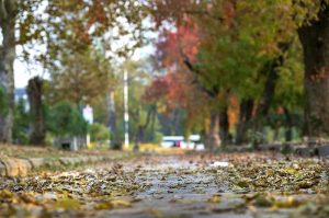 An attractive and eye catching view of colourful trees in autumn season in the Federal Capital