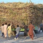 A group of children struggling to pull out sugarcanes loaded on a running tractor trolley at Mohenjo-Daro Airport Road