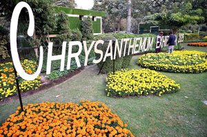 PHA staffers and workers is busy with preparations for Chrysanthemum Flower Exhibition 2025 at Race Course Park (Jillani Park)