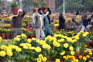PHA staffers and workers is busy with preparations for Chrysanthemum Flower Exhibition 2025 at Race Course Park (Jillani Park)