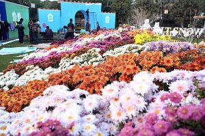 PHA staffers and workers is busy with preparations for Chrysanthemum Flower Exhibition 2025 at Race Course Park (Jillani Park)