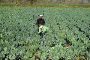 A farmer in the Urmar area gathers freshly grown cabbage from his field, preparing the harvested produce for supply to the local market.