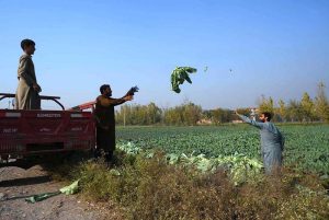 A farmer in the Urmar area gathers freshly grown cabbage from his field, preparing the harvested produce for supply to the local market.