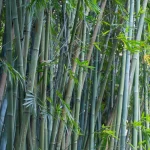 Bamboo plantation drive in Multan